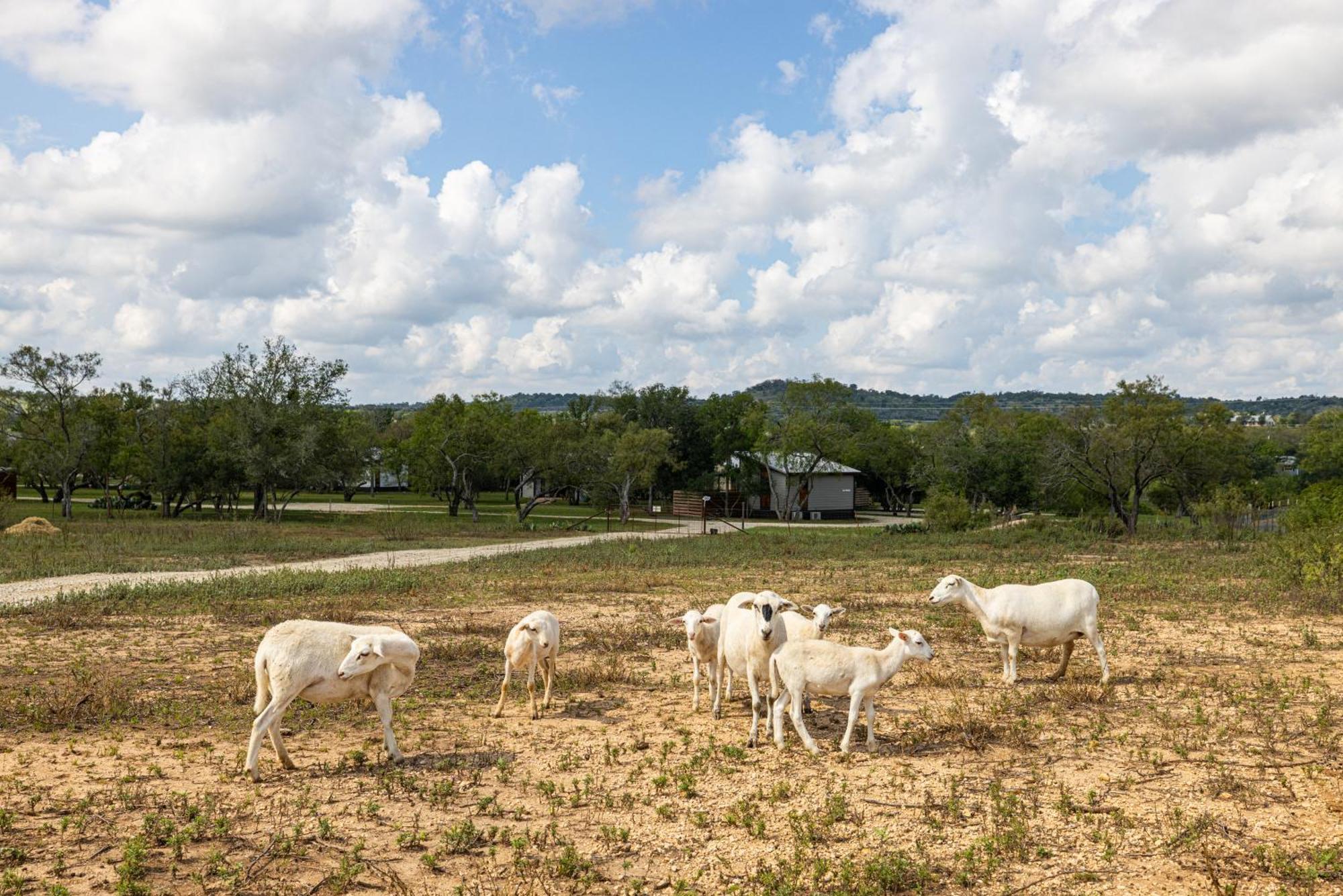 弗雷德里克斯堡Sage: Peaceful Hill Country Retreat With Hot-Tub!别墅 外观 照片